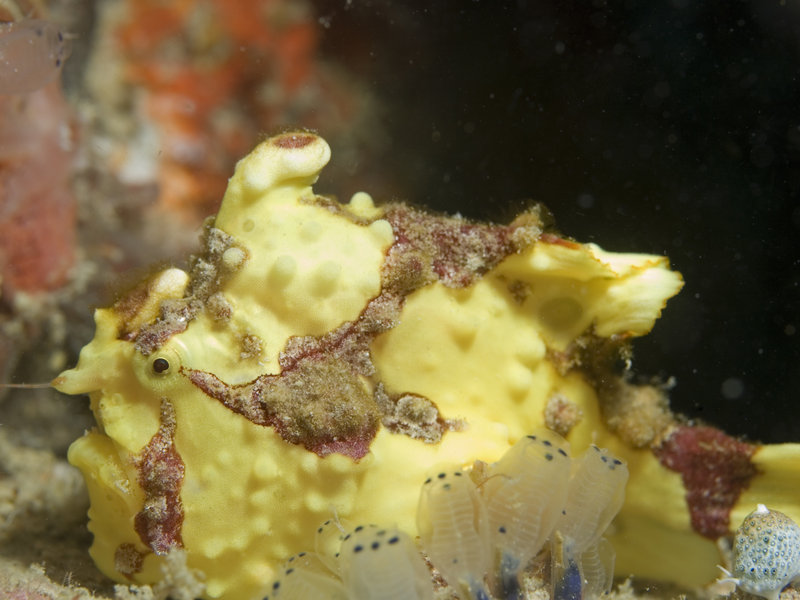 Mabul, Artificial Reef, Frogfish
